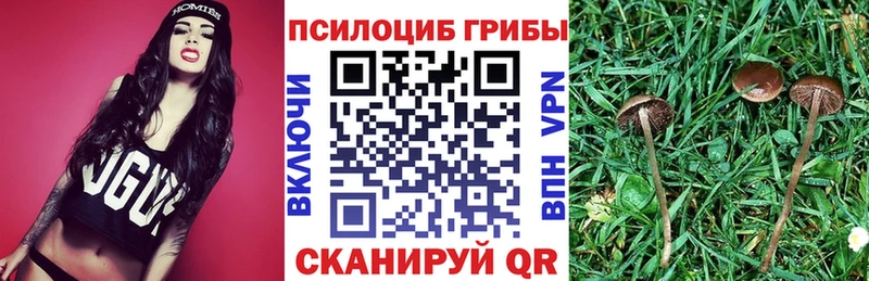 Купить где Заволжье Псилоцибиновые грибы Psilocybe